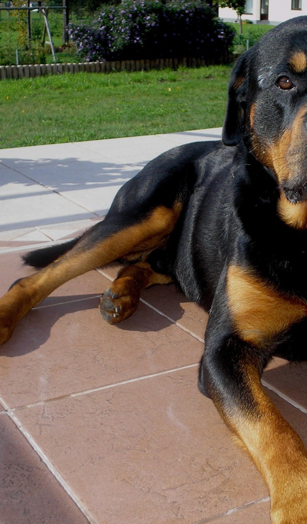 Ротвейлер лежит на крыльце