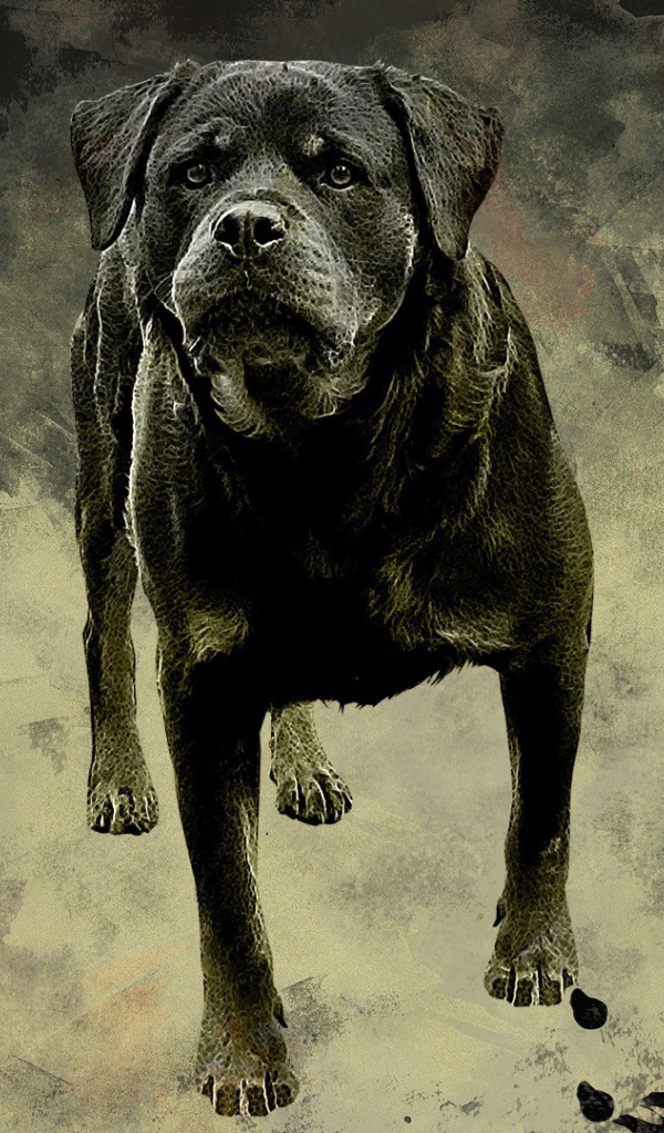 Ротвейлер на сером фоне