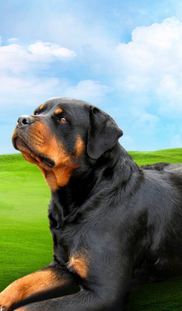 Ротвейлер на зеленом поле