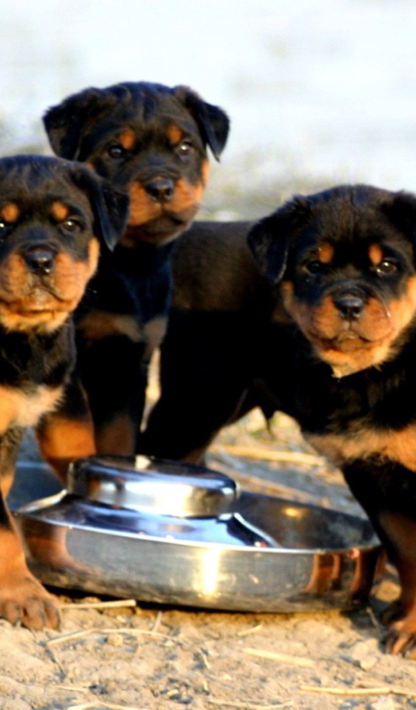 Щенки ротвейлера пьют воду