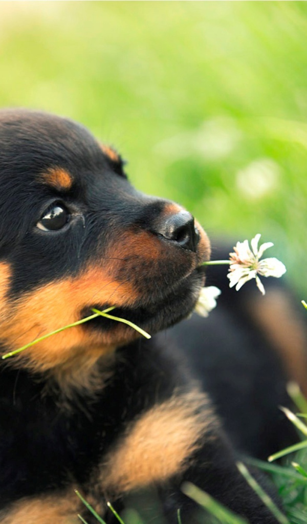 Щенок ротвейлера грызет цветок