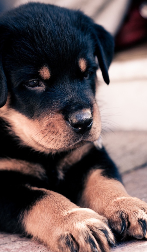 Щенок ротвейлера сложил лапки