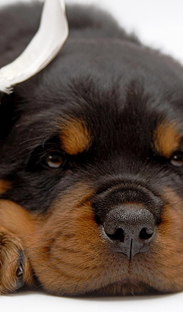 Щенок ротвейлера отдыхает