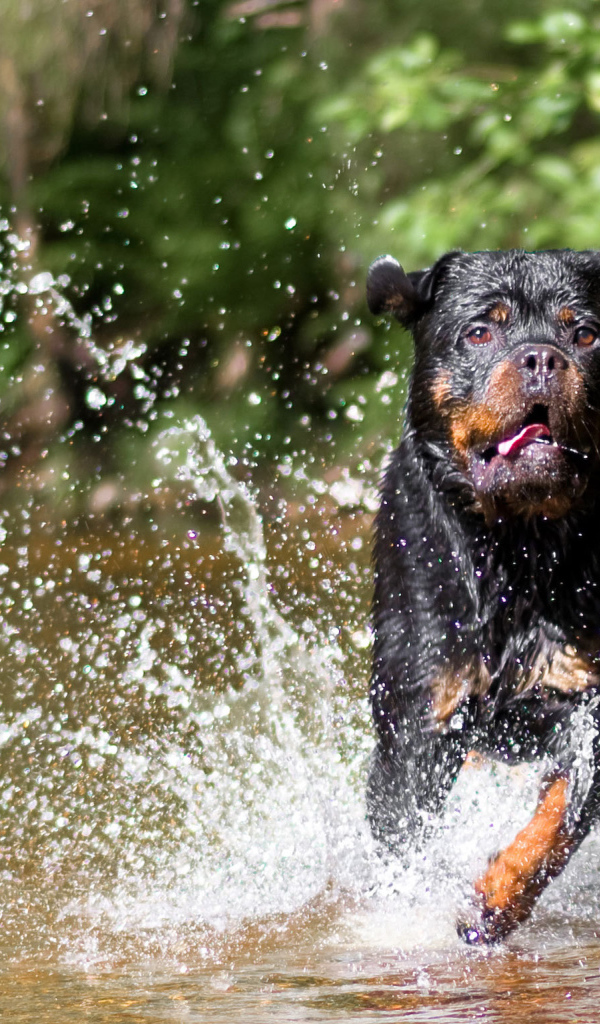 Ротвейлер бежит по воде