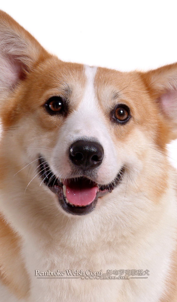 Королевский пес вельш-корги