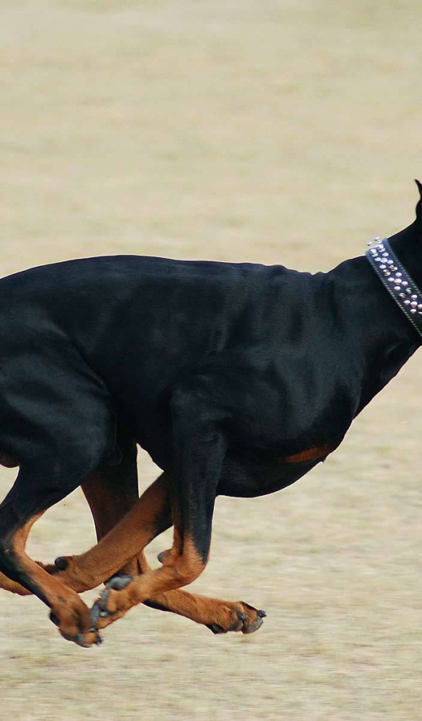 Бегущий доберман