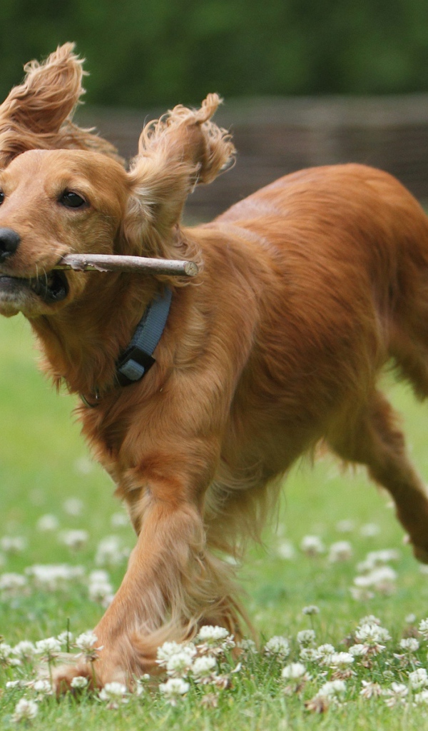 Бегущий английский спаниель