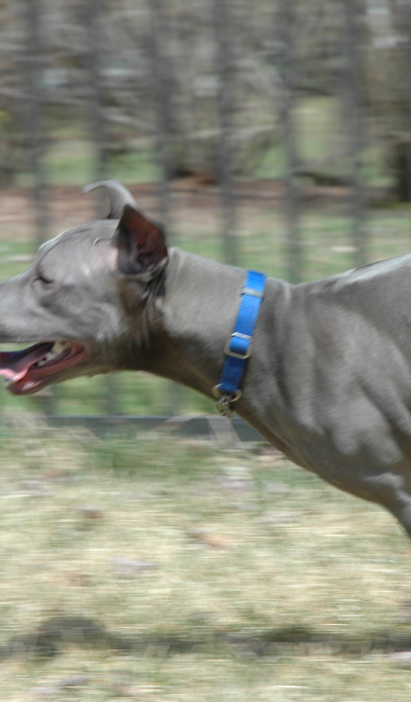 Бег тайского риджбека