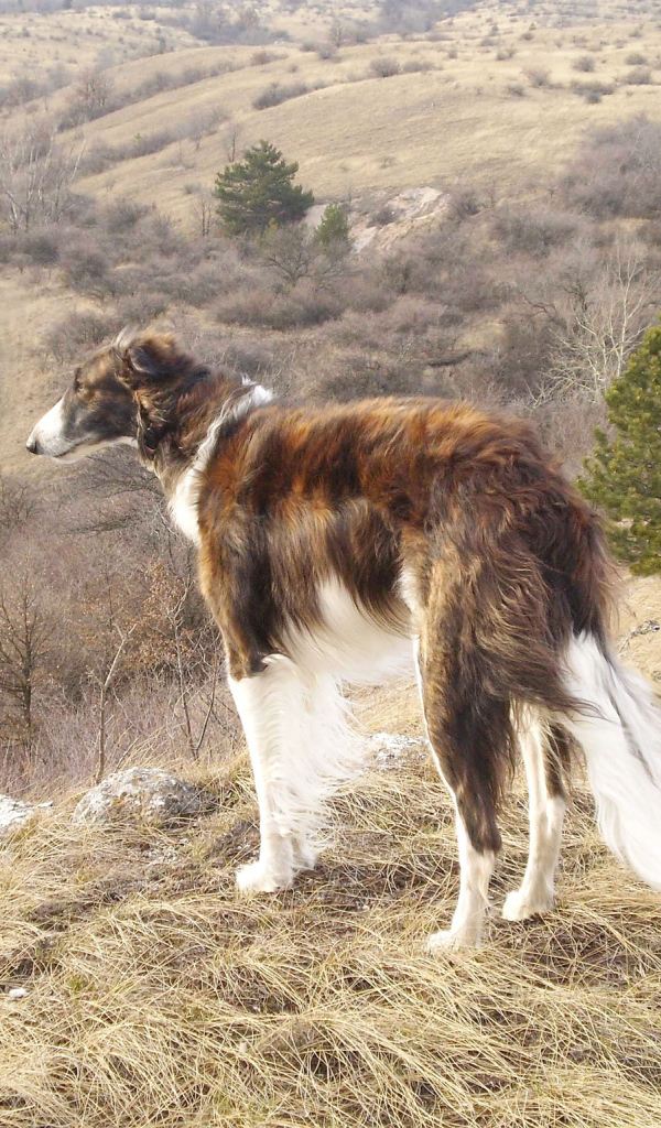 Русская борзая собака в горах