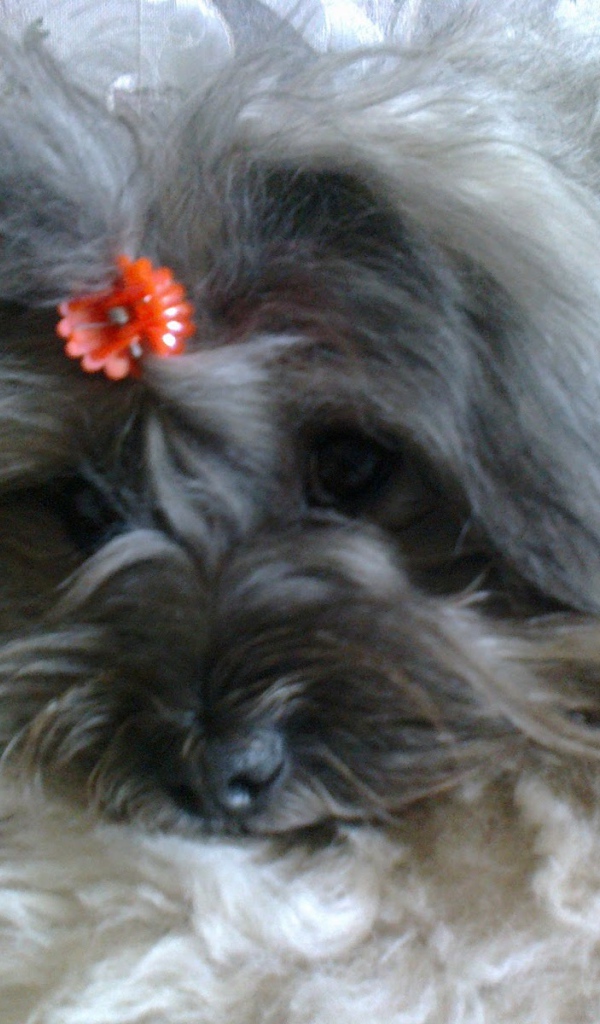 Русская цветная болонка