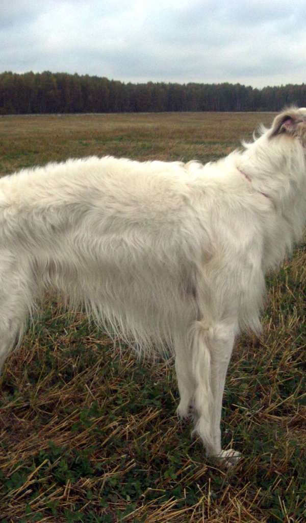 Русская борзая в поле