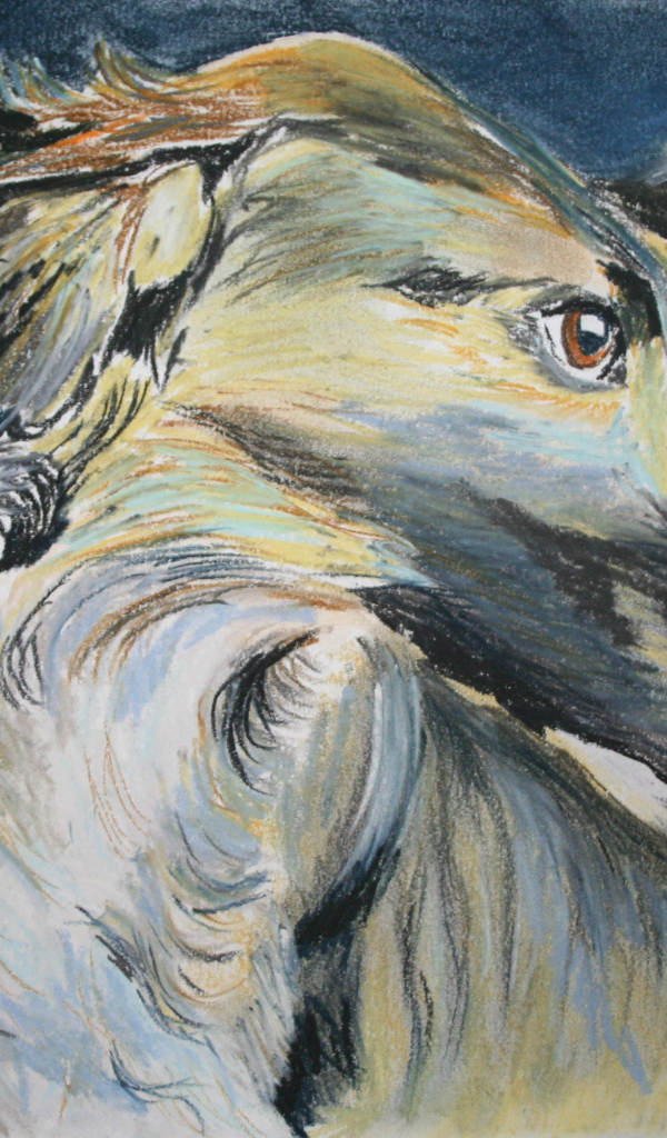 Русская борзая на рисунке