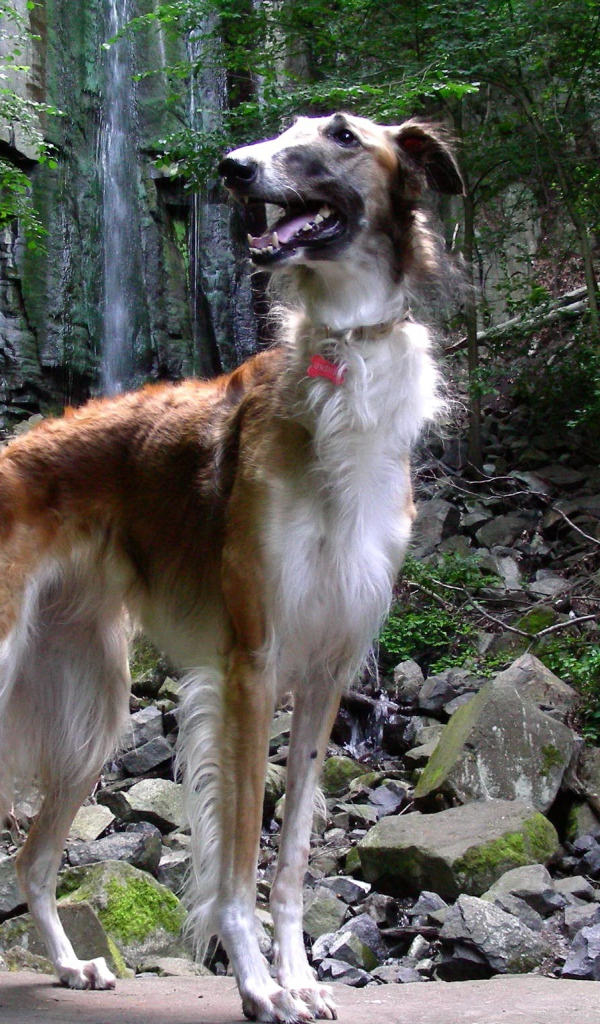 Русская борзая в лесу