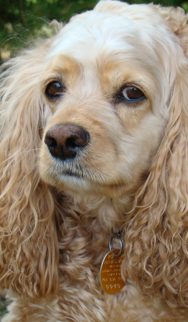 Грустный американский кокер спаниель