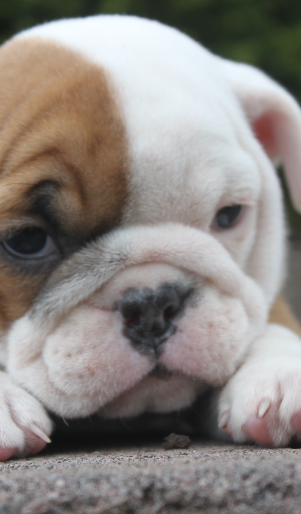 Грустный щенок английского бульдога