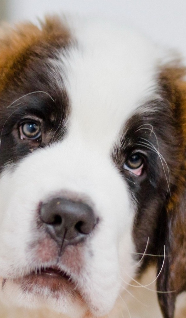 Грустный щенок сенбернара