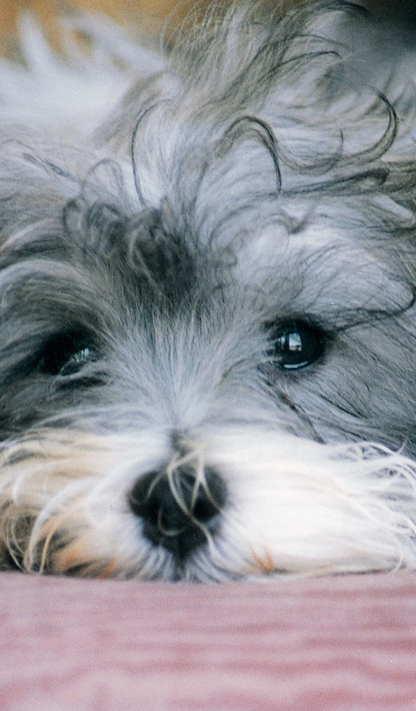 Грустная русская болонка