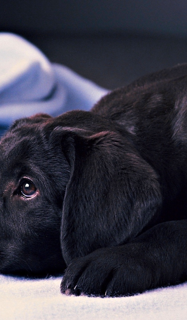 Грустный черный лабрадор