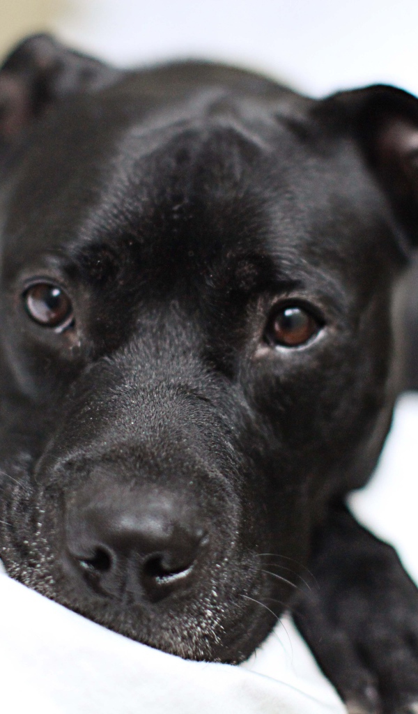 Грустный черный питбуль