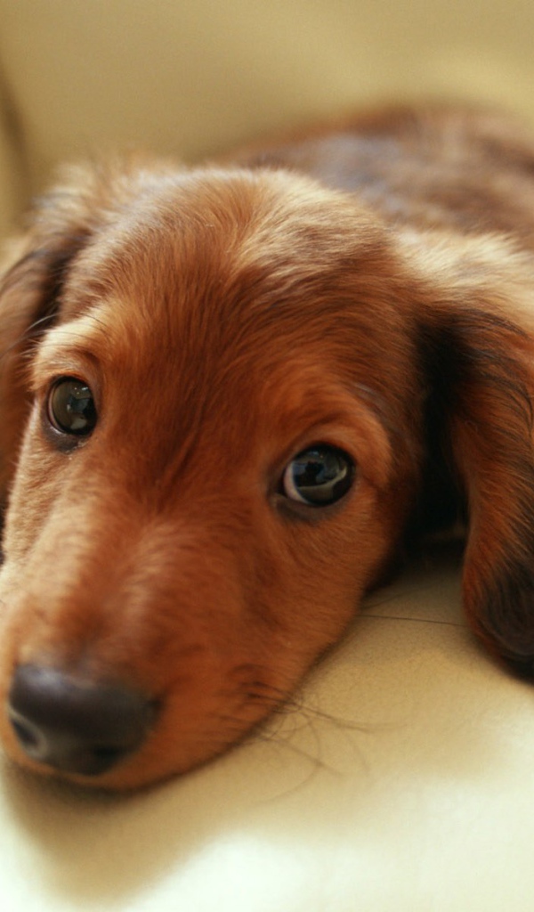 Грустная такса лежит на диване