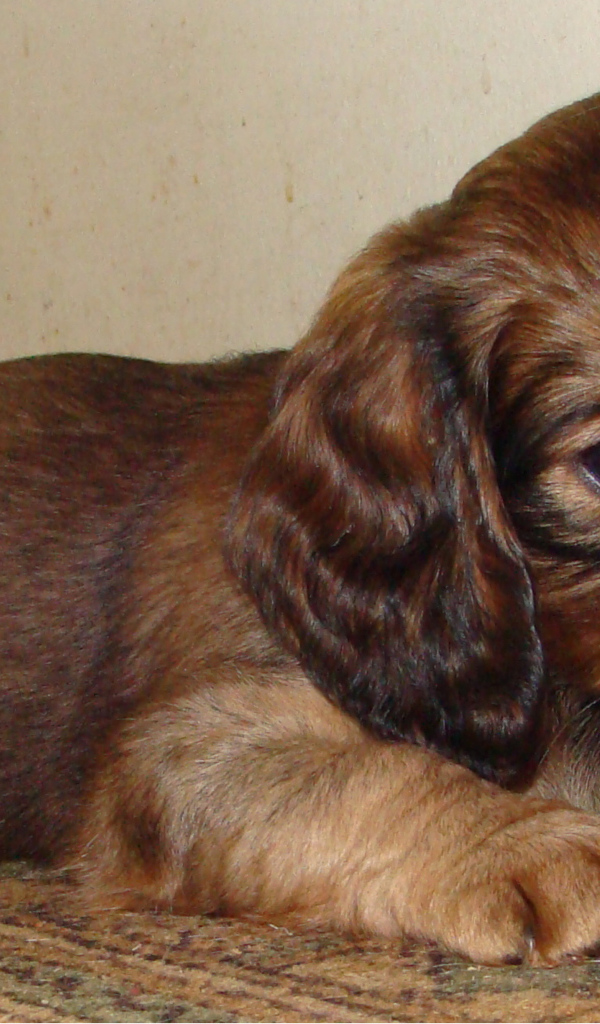 Грустный щенок таксы