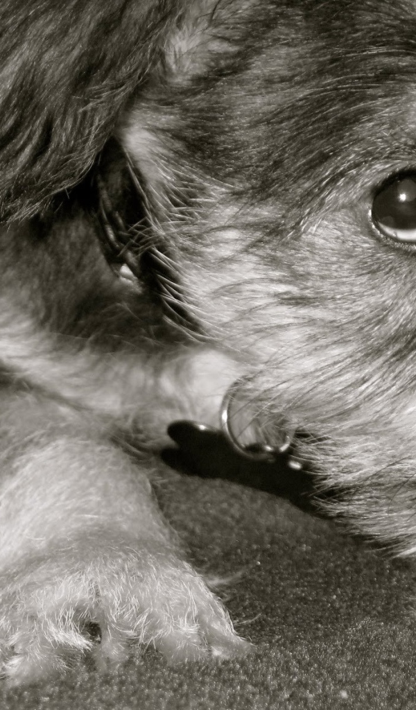 Грустная собака шнауцер