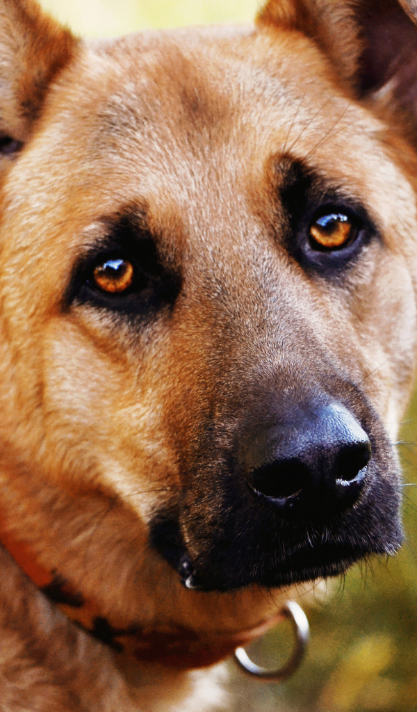 Грустный взгляд собаки