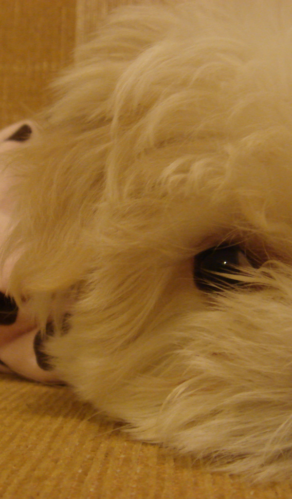 Грустные глаза у болонки