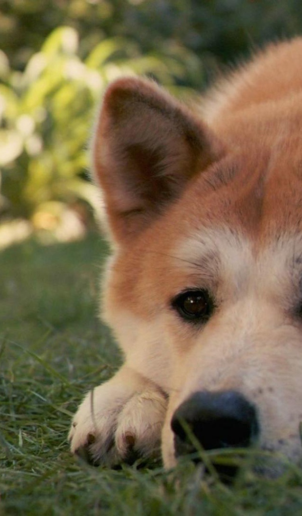 Грустная лайка лежит на траве