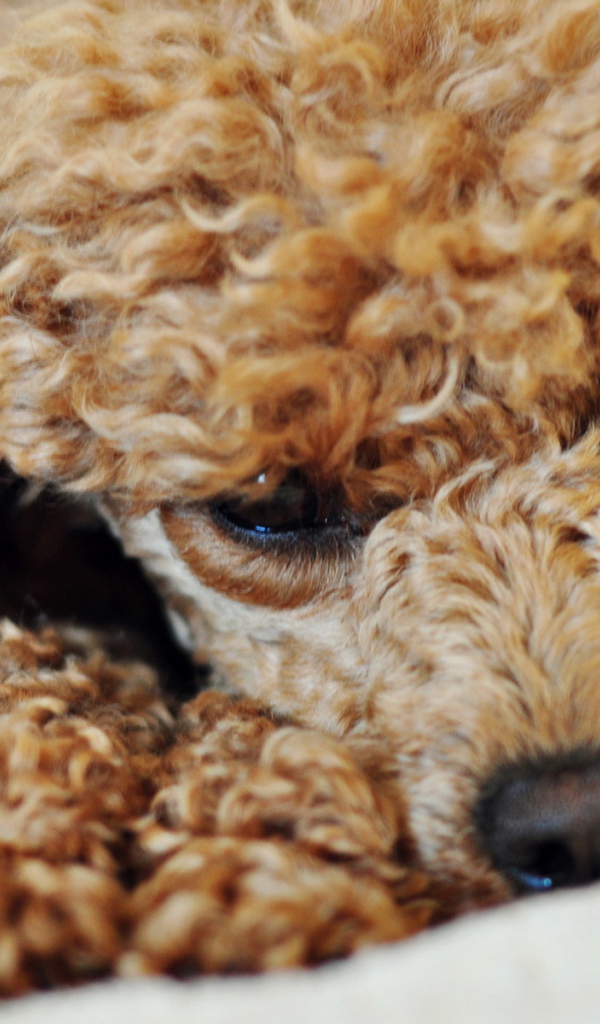 Грустный пудель лежит