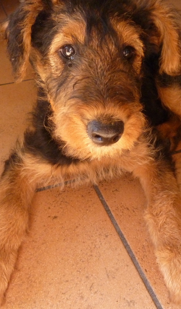 Грустный щенок эрдельтерьера