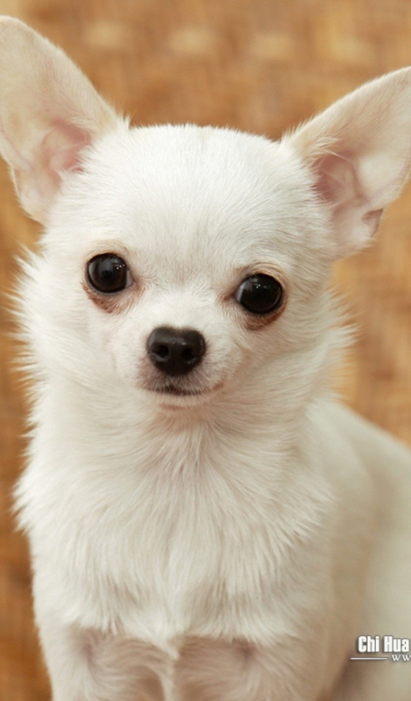 Грустный взгляд чихуахуа