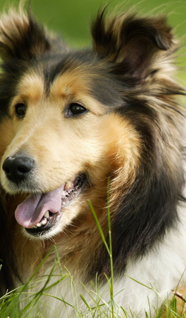 Грустный взгляд колли