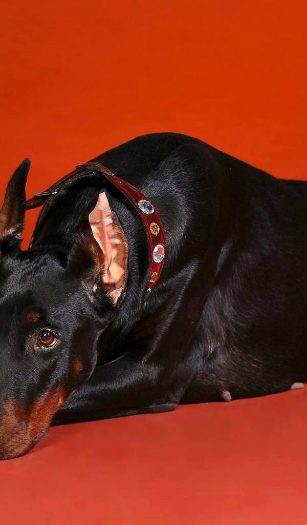 Грустный взгляд добермана