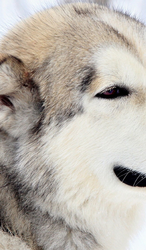 Грустный взгляд лайки