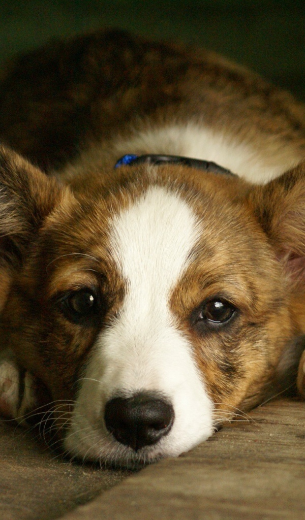 Грустный вельш-корги