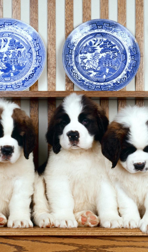 Семья щенков сенбернара