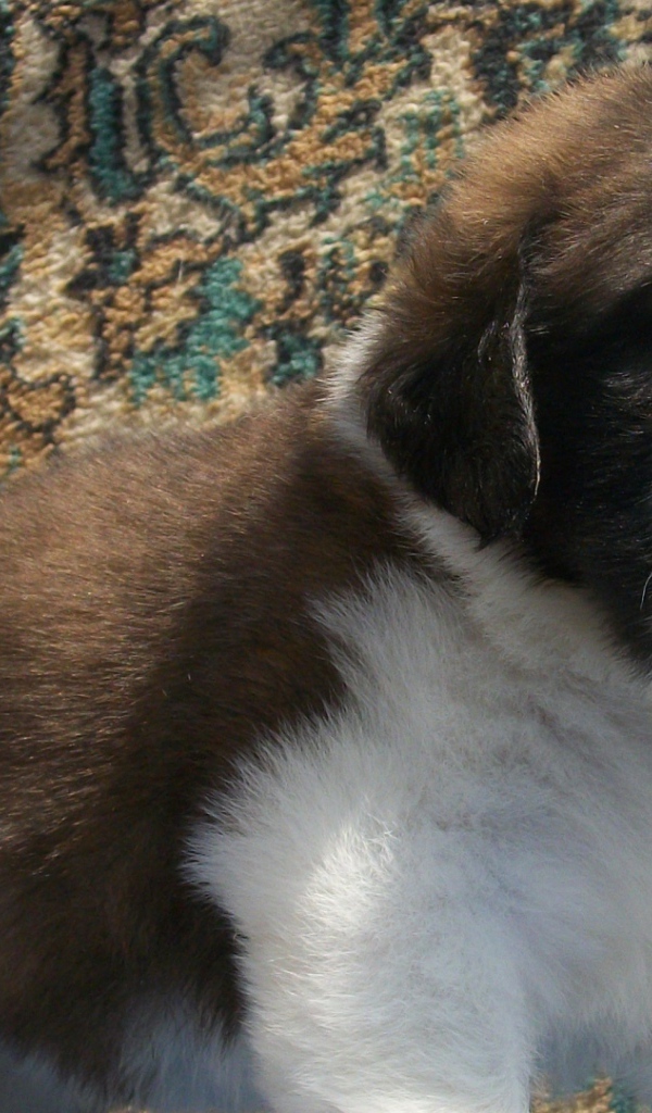 Щенок сенбернара на фоне ковра