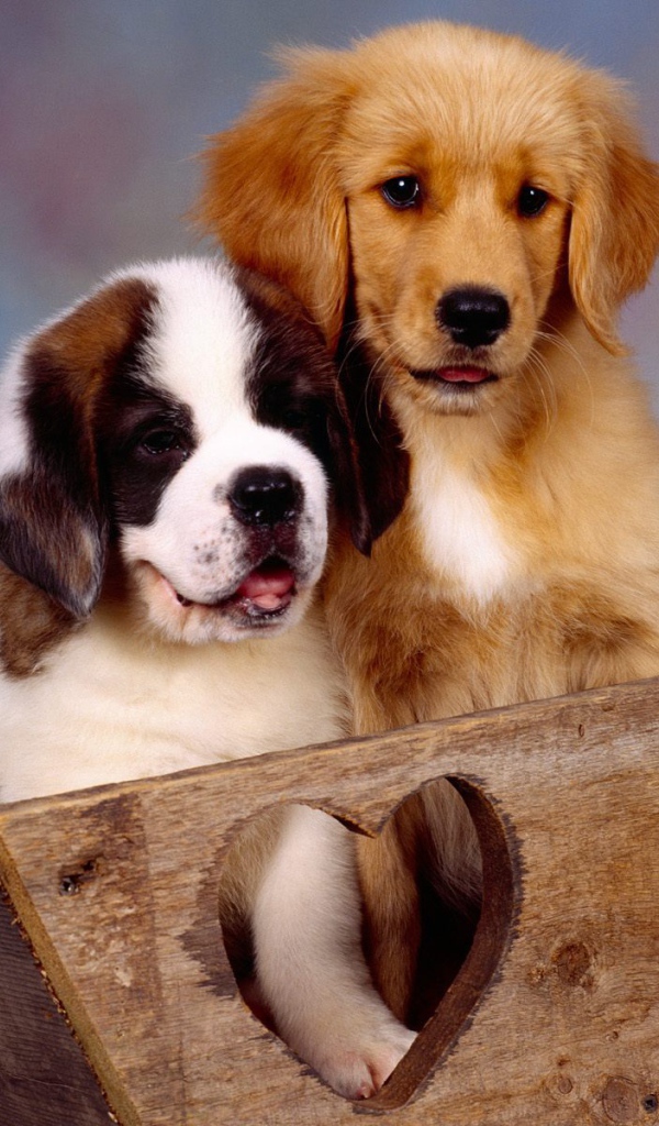 Щенок сенбернара в ящике