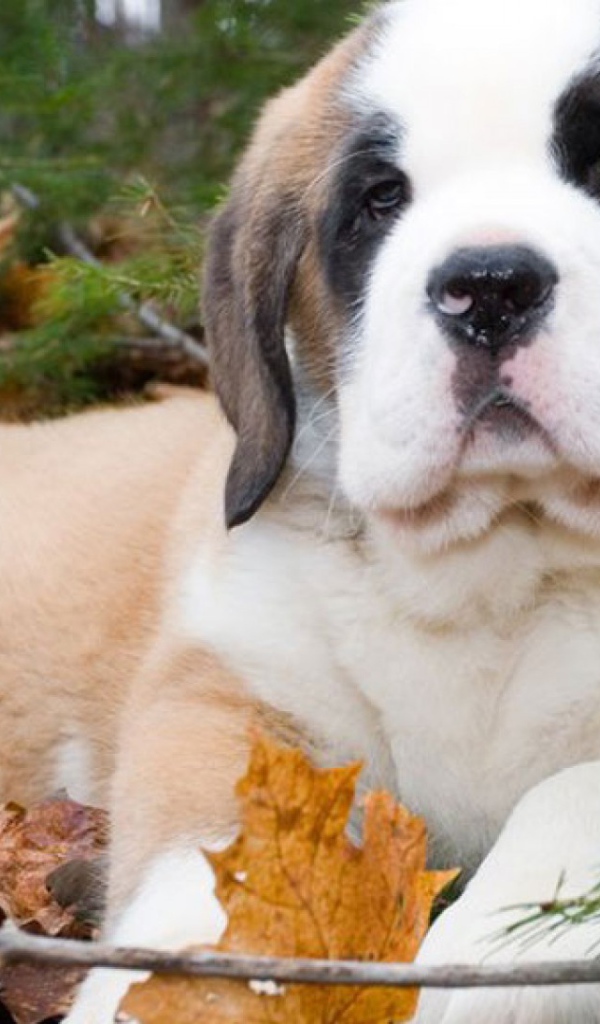 Щенок сенбернара в лесу