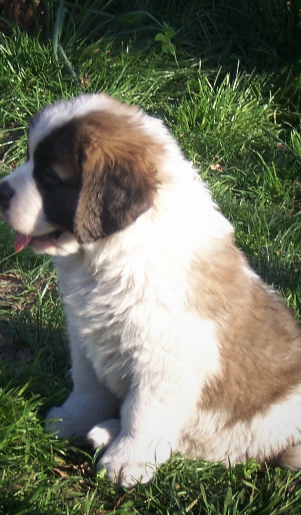 Щенок сенбернара на траве