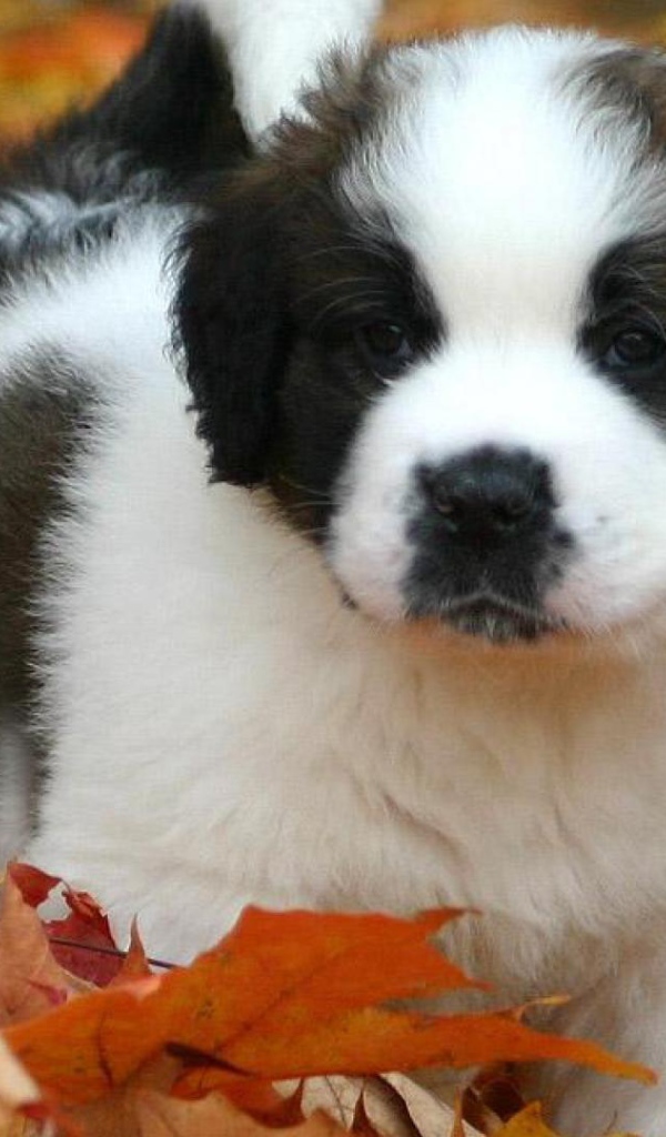 Щенок сенбернара в листьях