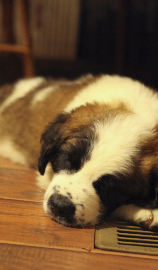 Щенок сенбернара спит