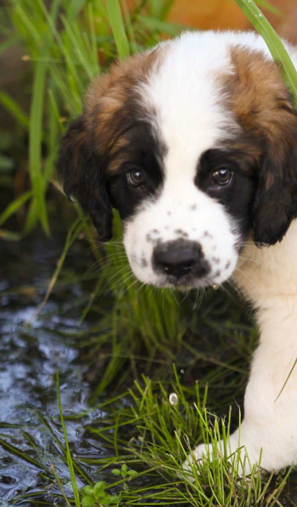 Щенок сенбернара у ручья