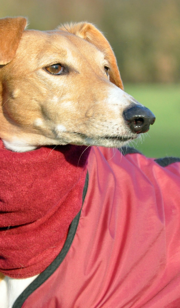 Пес салюки в теплом наряде