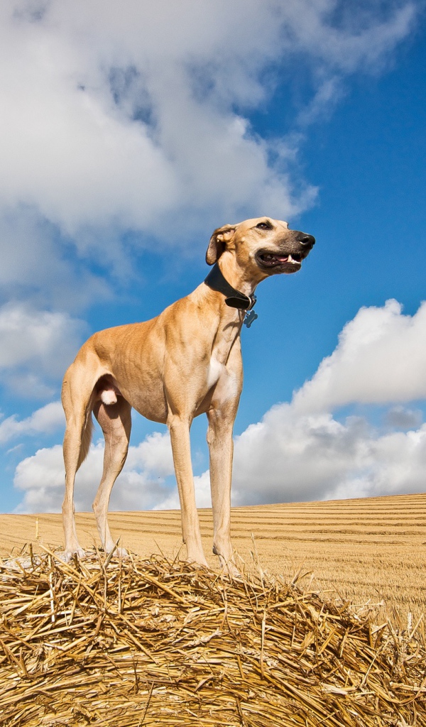 Пес салюки на убранном поле