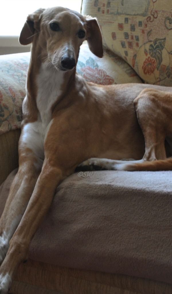 Собака салюки на диване