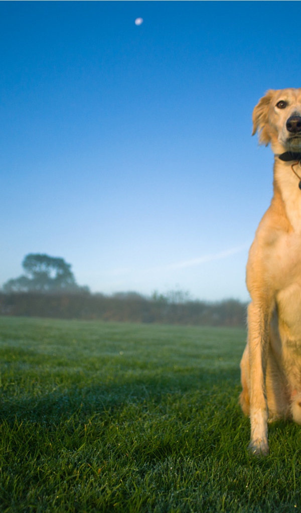 Собака салюки с пожарным ведром