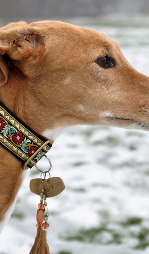 Салюки в красивом ошейнике