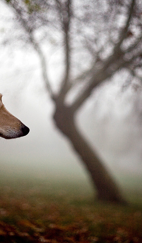 Салюки в лесу